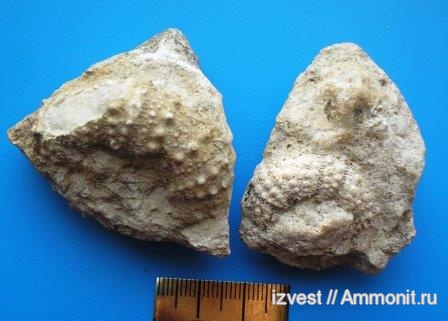 морские ежи, Archaeocidaris, средний карбон