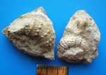 Archaeocidaris