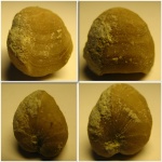 Брахиопода Porambonites Брахиопода Porambonites