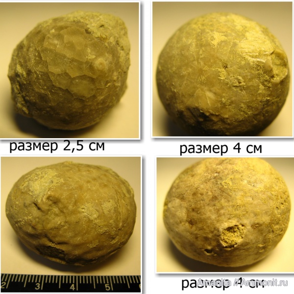 Echinosphaerites, средний ордовик, Cystoidea