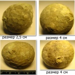 Цистоидеи Echinosphaerites Цистоидеи Echinosphaerites