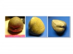 Брахиопода Porambonites sp.