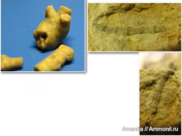 Bryozoa, средний ордовик, Crinoidea