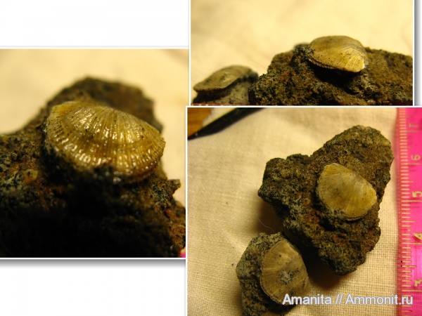 brachiopoda, Ranorthis trivia