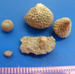 Bolboporites