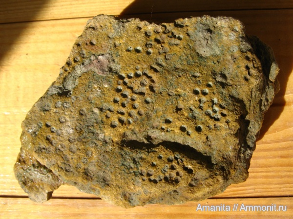 ордовик, Thalassinoides, Trypanites, Ordovician