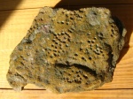Trypanites и Thalassinoides