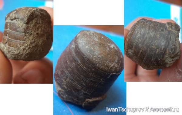 белемниты, фрагмоконы, belemnites, phragmocones