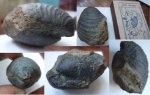 Двустворка Buchia