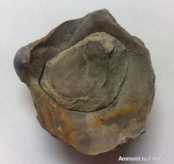 Gryphaea