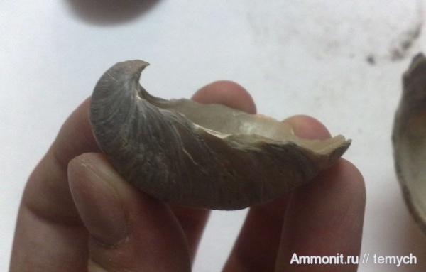 Gryphaea