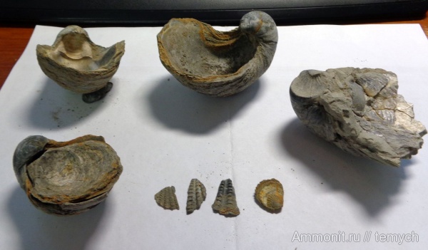 Gryphaea