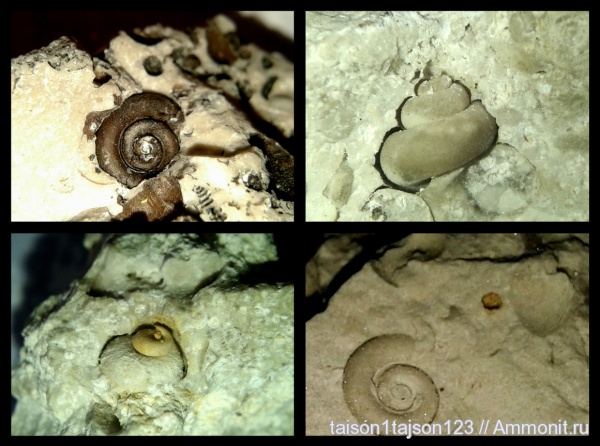 гастроподы, Euomphalus, Soleniscus
