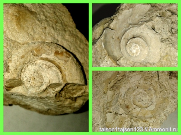гастроподы, Euomphalus marginatus