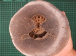 Аммонит, 11 см
