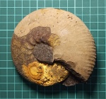 Аммонит, 11см