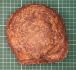 Двустворка, 16см