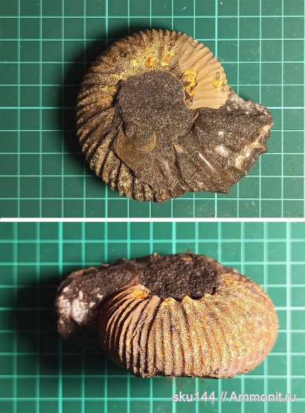 аммониты, фосфориты, Ammonites