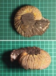Аммонит, 9см