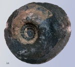 Аммонит, 21 см