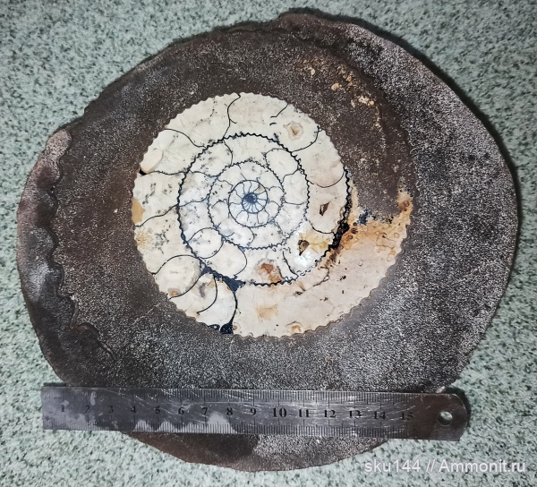 аммониты, фосфориты, Ammonites