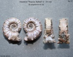 Euaspidoceras sp.