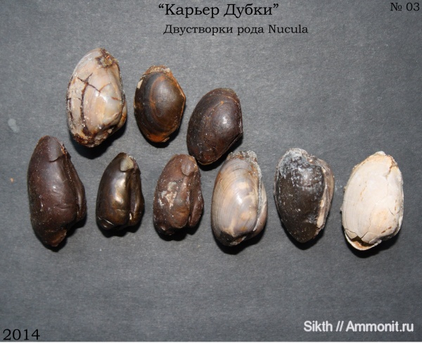 двустворчатые моллюски, Nucula, Дубки, Саратов, Саратовская область