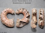 Kosmoceras cf. duncani