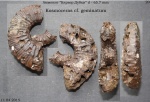 Kosmoceras cf. geminatum