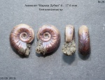 Vertumniceras sp