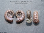 Kosmoceras spinosum