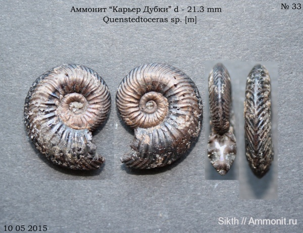 аммониты, Quenstedtoceras, Дубки, Саратовская область, Ammonites