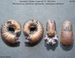 Eboraciceras carinatum (Eichwald)