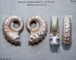 Kosmoceras duncani