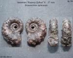 Kosmoceras spinosum