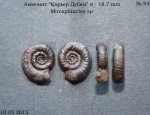 Mirosphinctes sp