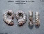 Kosmoceras sp