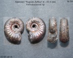 Vertumniceras sp