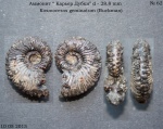 Kosmoceras geminatum (Buckman)