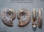 Putealiceras douvillei Jeannet