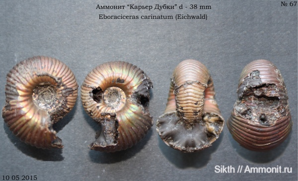 аммониты, Дубки, Eboraciceras, Eboraciceras carinatum, Саратовская область, Ammonites