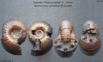 Eboraciceras carinatum (Eichwald)