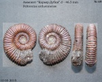 Peltoceras arduennense