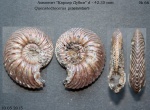 Quenstedtoceras praelamberti