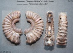 Половинка аммонита Peltoceras schroederi