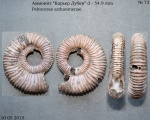 Peltoceras arduennense