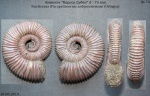 Rursiceras (Parapeltoceras) arduennenense (Orbigny)