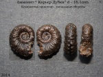 Kosmoceras spinosum