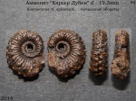 Kosmoceras cf. spinosum
