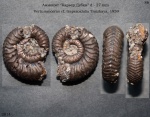 Vertumniceras cf. trapezoidalis Troizkaya, 1959